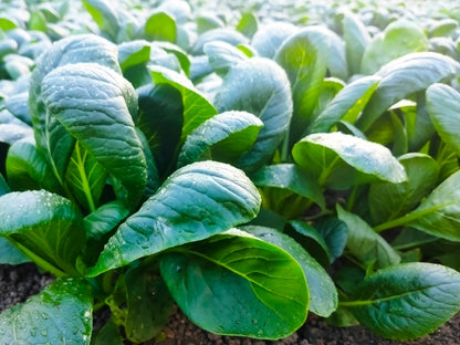 有機の小松菜（１袋）茨城県もしくは千葉県産