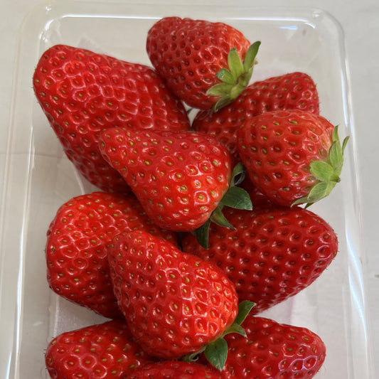 【ひなまつり】【旬の果物】　山梨のいちご 1パック250g 農薬、化学肥料ゼロ（山梨県）フジハタザオ