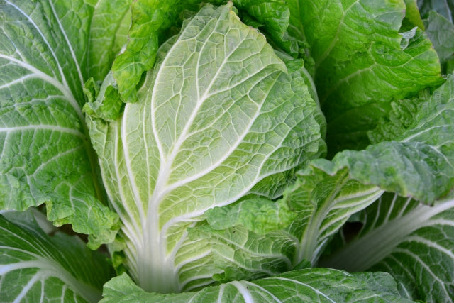 おかげさまのベビー白菜　無農薬・無化学肥料