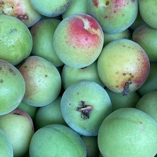２０２６ume）和歌山産 裏岡さんの南高梅M−Lサイズ 約1kg 除草剤、殺虫剤、殺菌剤不使用【梅干し用】