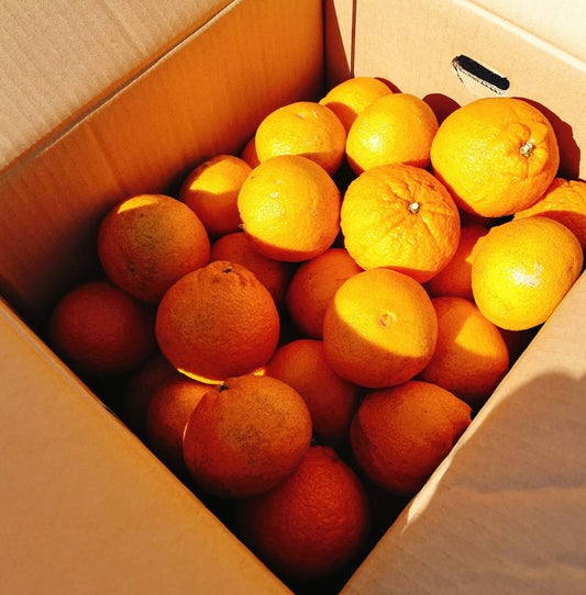 【旬の果物】　広島産　とびしま農園　農薬、化学肥料ゼロ　不知火（しらぬい）約1ｋ