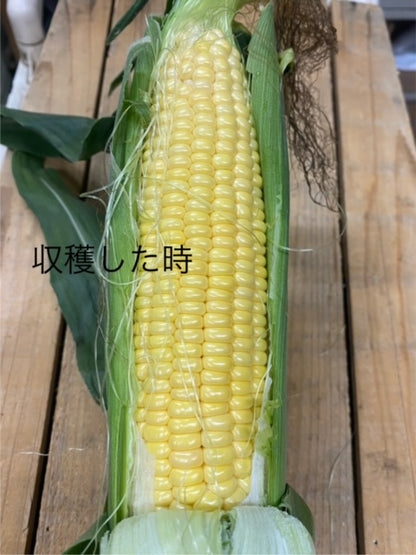 社長川田おすすめ・抗酸化成分を含む農薬ゼロのトウモロコシ１本|群馬県産