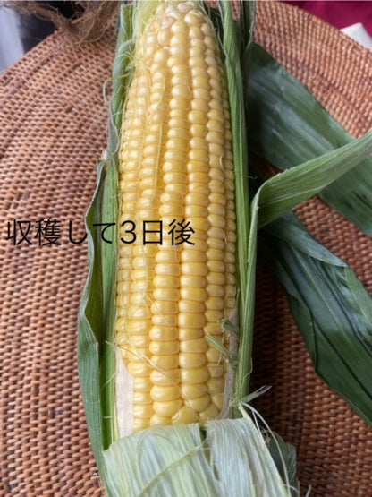 社長川田おすすめ・抗酸化成分を含む農薬ゼロのトウモロコシ１本|群馬県産