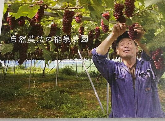 ぶどう）山形産 自然農法　有機デラウェア 2kg箱（箱の重さ込）※種あり