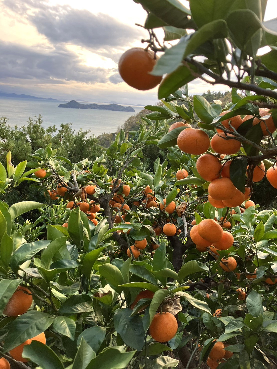 とびしまの早生温州みかん　無農薬・無化学肥料 約１㎏