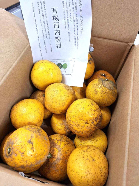 高岡さんの有機河内晩柑 2玉（約600～700g） 有機認証 ・教養農薬ゼロ（熊本県）高岡オレンジ園