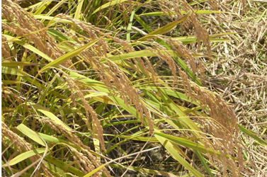 IOB　杉本さんの自然栽培米（玄米）　亀の尾　2kg
