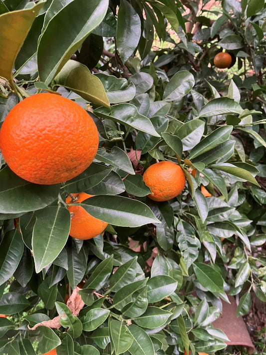 【2026お正月】とびしまの橙～だいだい～　無農薬・無化学肥料 1玉（広島県）とびしま農園   ※12/28日～30日　お届け限定