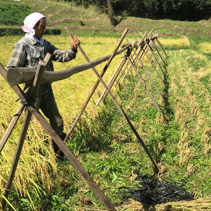 【令和5年産新米】鈴木さんの自然栽培米(玄米）3kg ※44年間農薬ゼロ