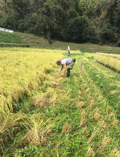 【令和5年産新米】鈴木さんの自然栽培米(玄米）4.6kg ※44年間農薬ゼロ