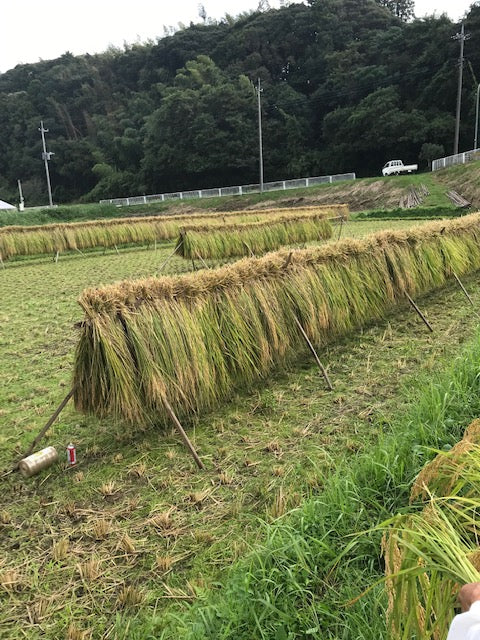 【令和5年産新米】鈴木さんの自然栽培米(玄米）4.6kg ※44年間農薬ゼロ