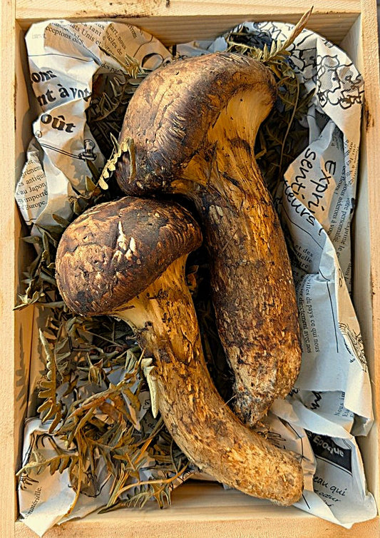 天然！長野県産 松茸　２本　約200g