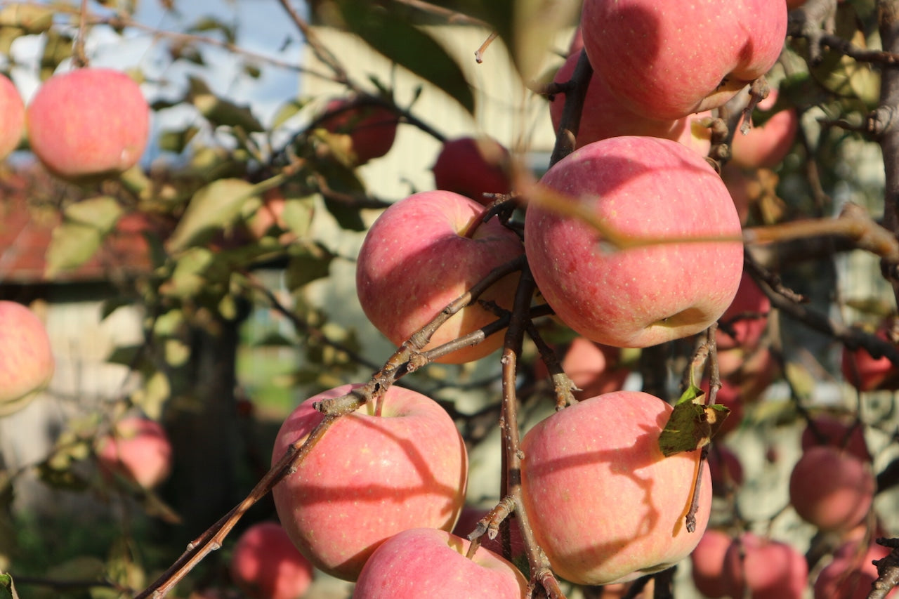 【完全無肥料無農薬】みかみファーム～自然循環栽培～ フジ約1㎏