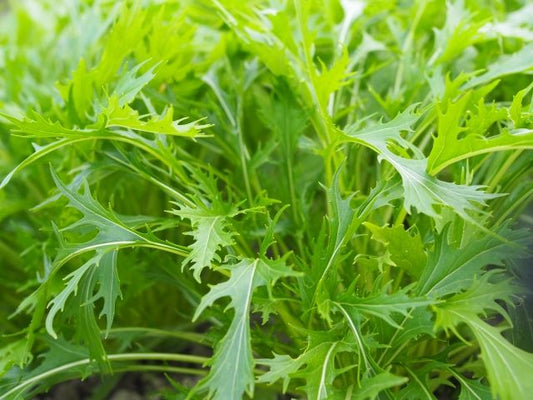 島根の有機みず菜 150gP 有機認証・許容農薬ゼロ（島根県）