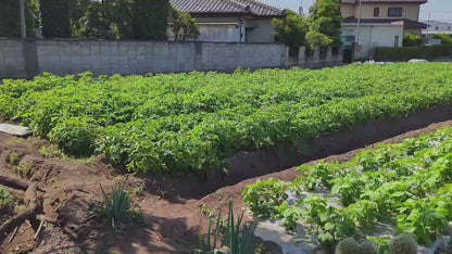 社長川田おすすめ・抗酸化成分を含む農薬ゼロの野菜達セット|群馬県産