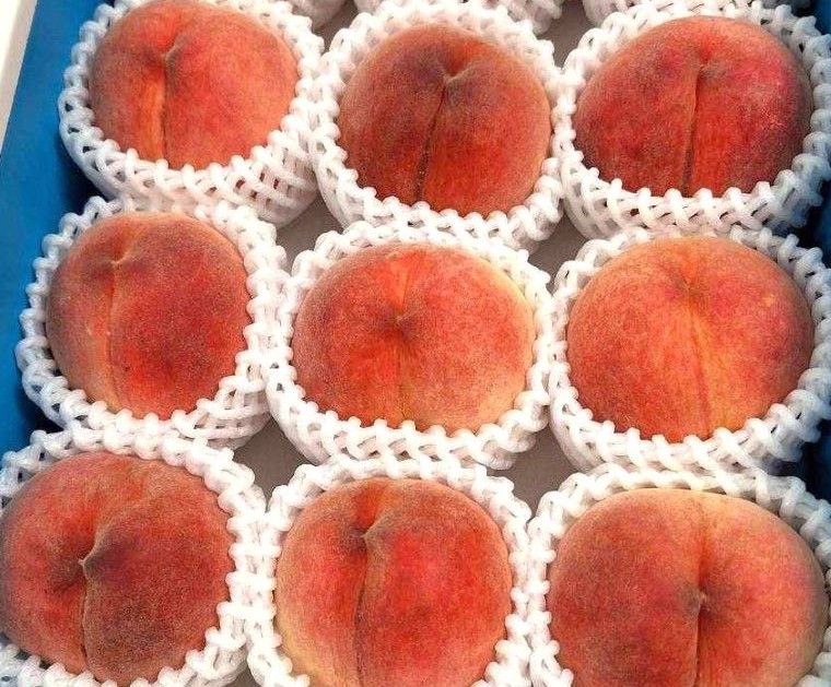 【夏の贈り物2026】龍門の桃小サイズ 4玉から5玉（約1キロ前後）無農薬・無化学肥料（和歌山県）グリーンジャンクション