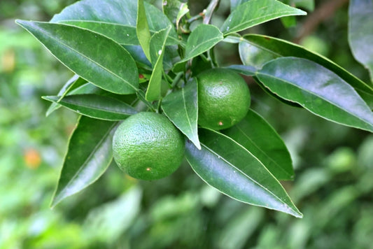 無茶々園のすだち 3kg箱 無農薬・無化学肥料（愛媛県）無茶々園