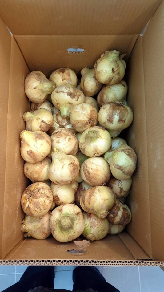 【リクエスト品】【大容量！】天草の新玉ねぎ  10㎏　有機認証・許容農薬ゼロ (熊本県）井上農園