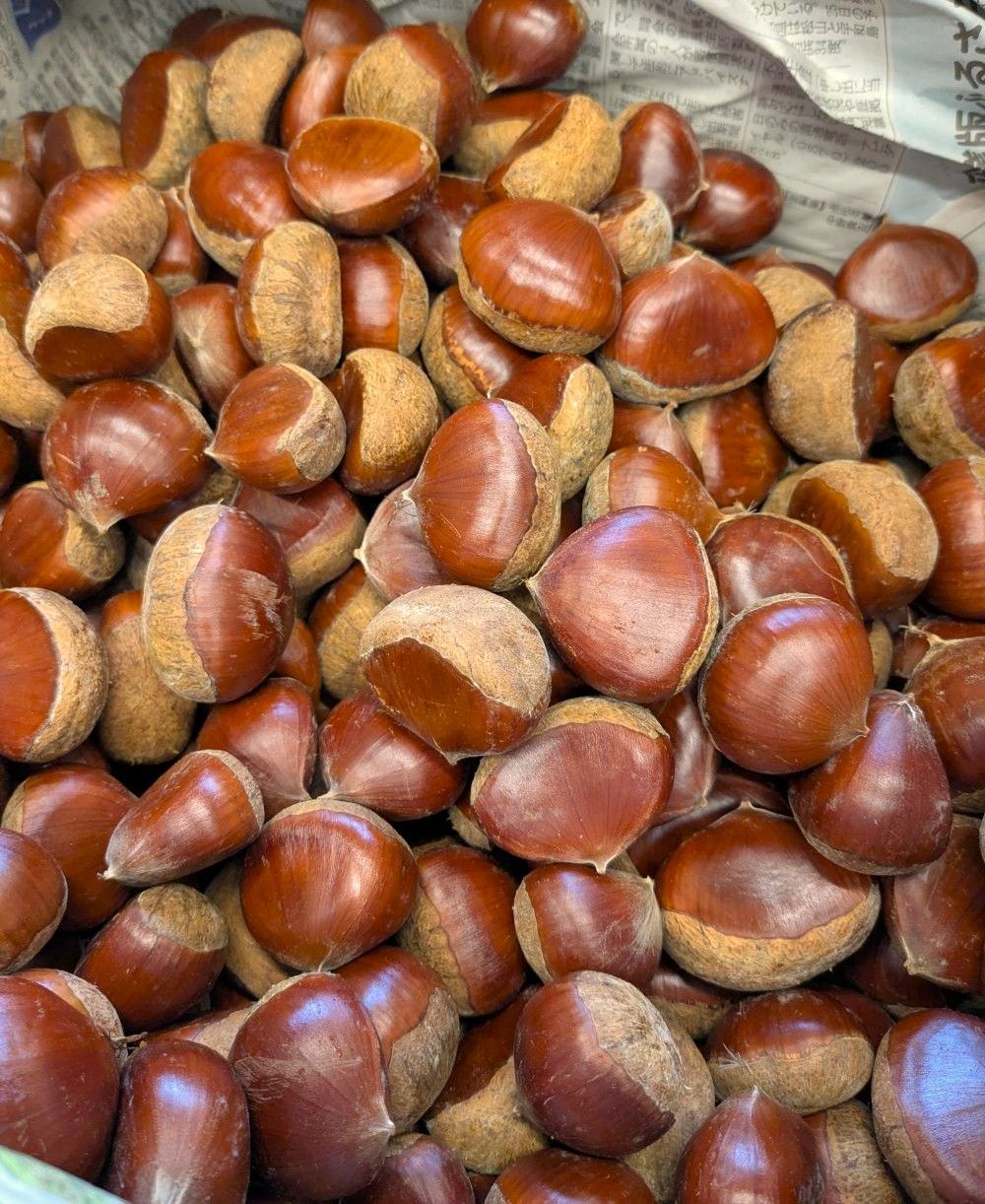 愛媛の有機丹沢栗　約１kg　許容農薬ゼロ　愛媛県産