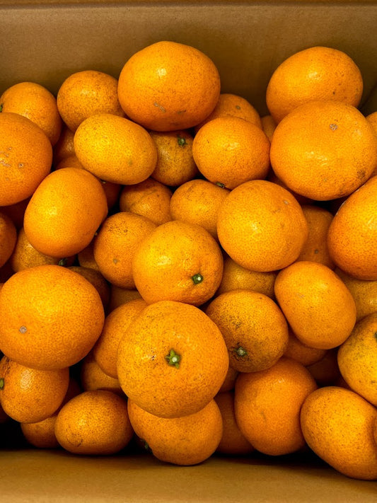 【旬の果物】　とびしまの青島みかん 約3kg(箱の重さも入ります）  無農薬・無化学肥料（広島県）とびしま農園